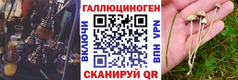 Галлюциногенные грибы Psilocybine cubensis  где можно купить   Шатура 